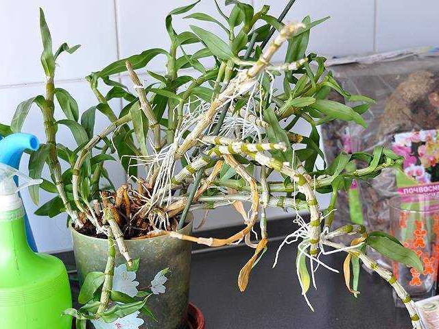 Новый способ размножения орхидеи дендробиум - секреты успешного ухода и выращивания