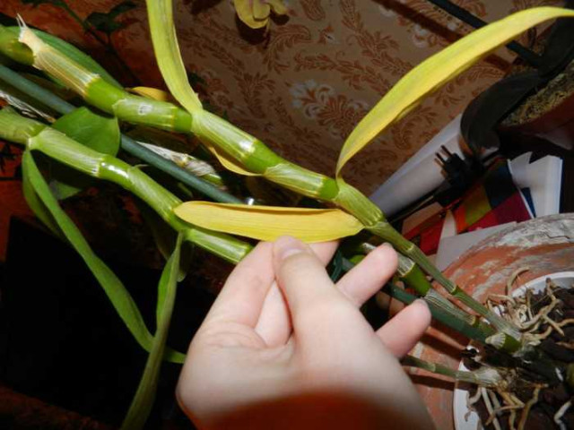 Орхидея дендробиум - почему желтеют листья и как справиться с проблемой