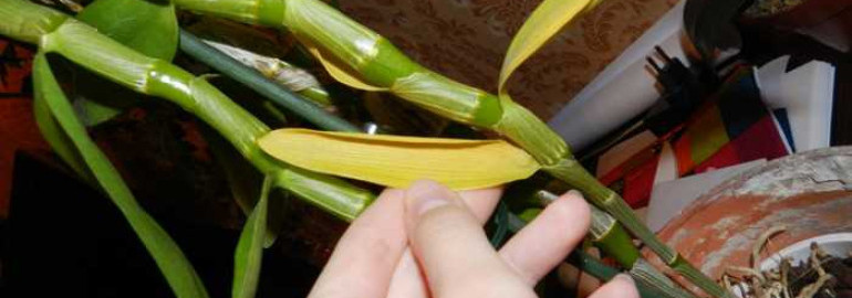Орхидея дендробиум - почему желтеют листья и как справиться с проблемой