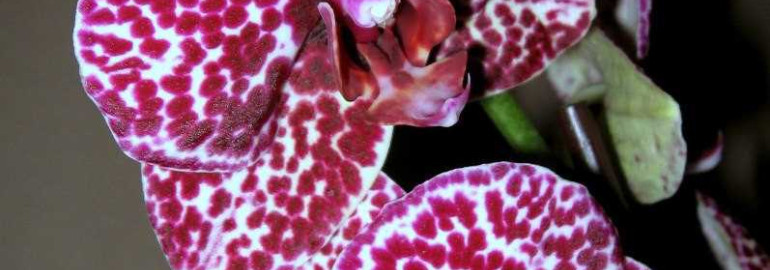 Интересные фотографии дикой орхидеи, будоражащие воображение - прекрасные снимки дикого кота в естественной среде обитания