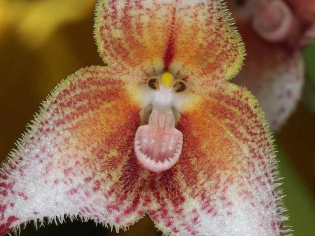 Орхидея Дракула - фото, описание, особенности выращивания и советы по уходу