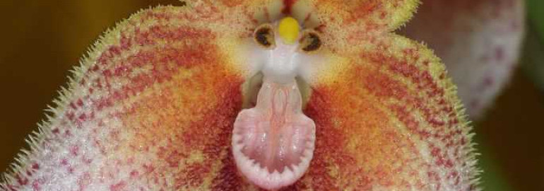 Орхидея Дракула - фото, описание, особенности выращивания и советы по уходу