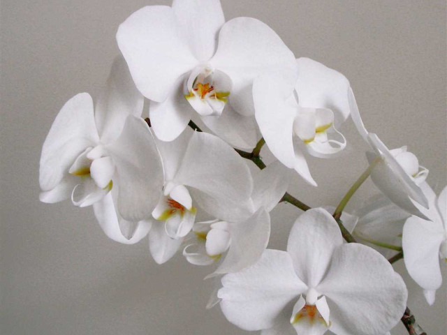 Очаровательная белая орхидея фаленопсис - растение из вида исключительной изящности и красоты для вашего интерьера