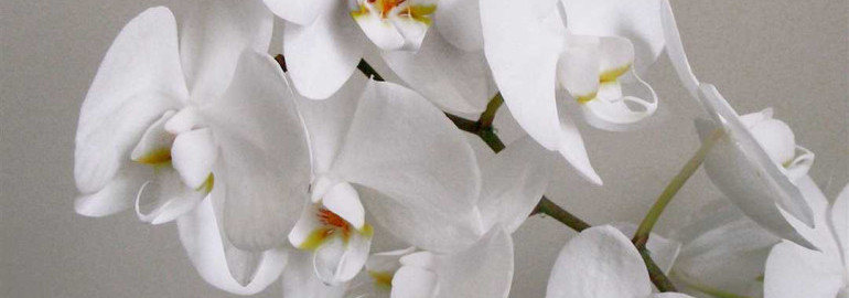 Очаровательная белая орхидея фаленопсис - растение из вида исключительной изящности и красоты для вашего интерьера