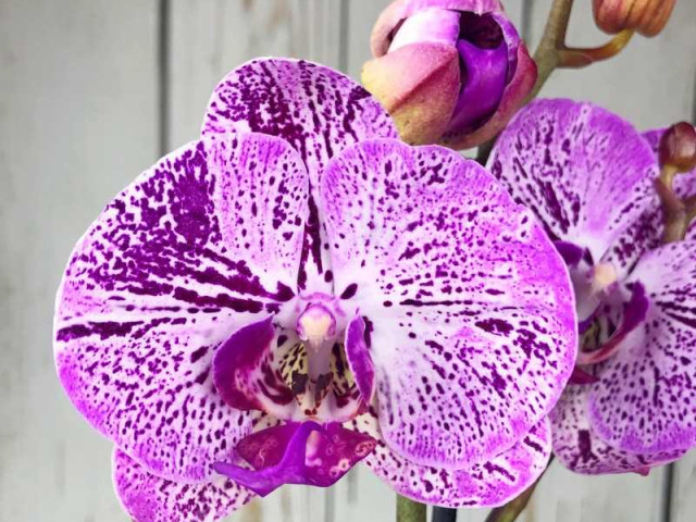 Орхидея фаленопсис - красота и изящество в одном цветке