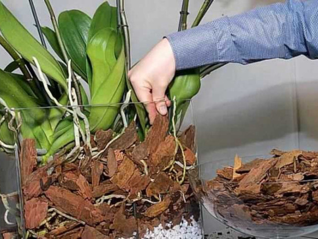 Как правильно подобрать и использовать грунт для пересадки орхидеи