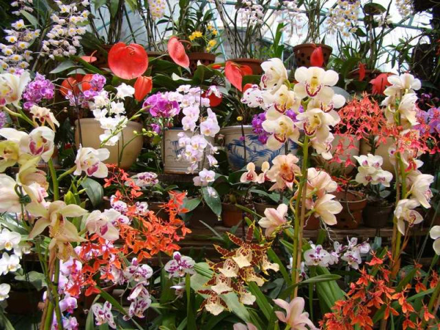 Орхидея из вьетнама - великолепное растение, приносящее красоту и экзотическую атмосферу в ваш дом