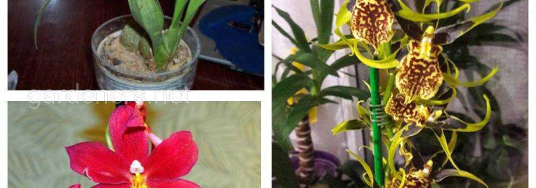 Как правильно ухаживать за орхидеей камбрией - советы и рекомендации