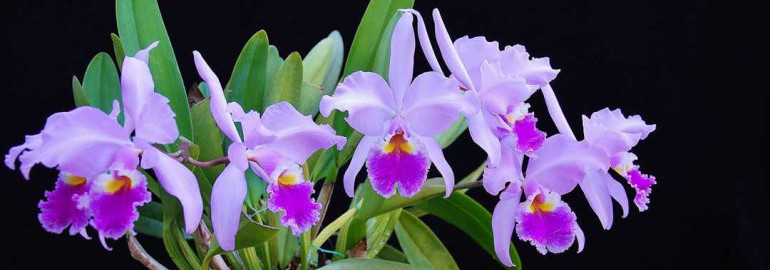 Самые восхитительные фото орхидеи каттлеи, природной красоты в садах и домах