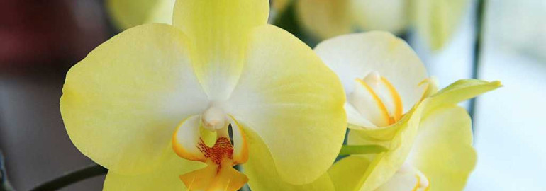 Орхидея лимонная - фото и особенности ухода за растением