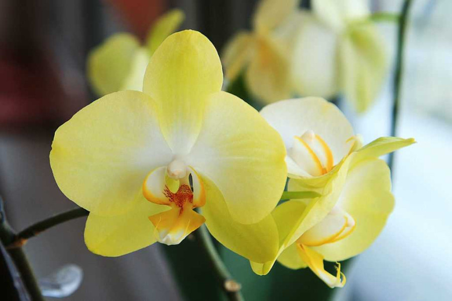 Орхидея лимонная фото |Фото орхидеи лимонной - прекрасные снимки ...