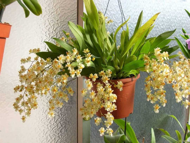 Орхидея онцидиум - секреты успешного ухода в домашних условиях