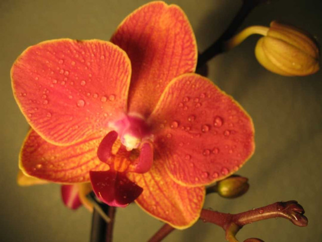 Шикарные фотографии оранжевой орхидеи, украсят ваш интерьер красотой и уютом