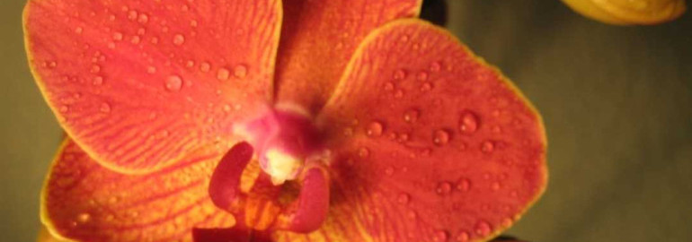 Шикарные фотографии оранжевой орхидеи, украсят ваш интерьер красотой и уютом