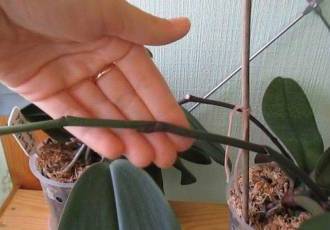 Орхидея отцвела – как правильно обрезать стрелку и ухаживать за растением