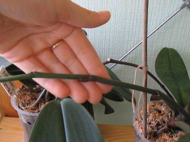 Орхидея отцвела – как правильно обрезать стрелку и ухаживать за растением