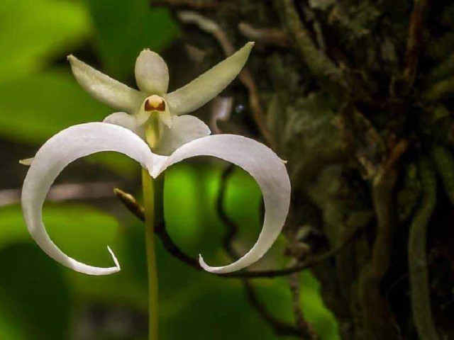 Узнайте все о похищенной орхидее призраке и насладитесь фотографиями ее удивительных цветов