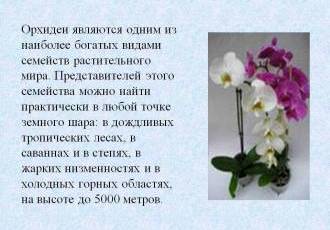 Орхидея - родина растения и важность правильного состава почвы для ее процветания