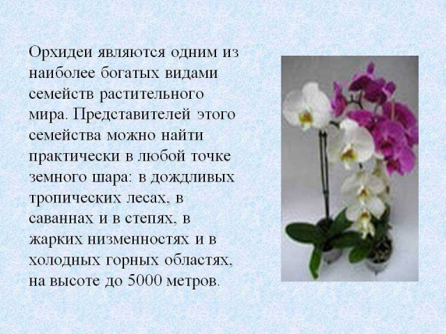 Орхидея - родина растения и важность правильного состава почвы для ее процветания