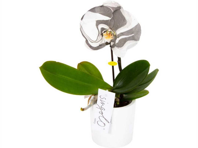 Изящная орхидея синголо - фото, особенности и уход
