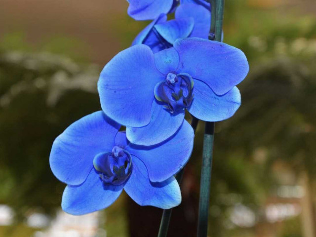 Орхидея синяя - особенности ухода и выращивание в домашних условиях