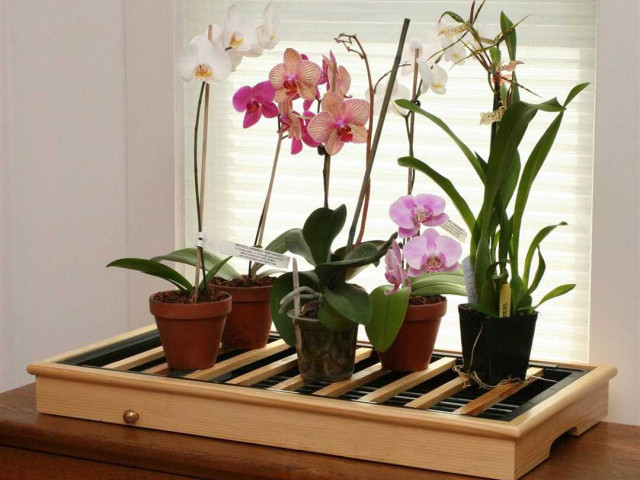 Как вырастить и ухаживать за орхидеей в домашних условиях - советы и рекомендации