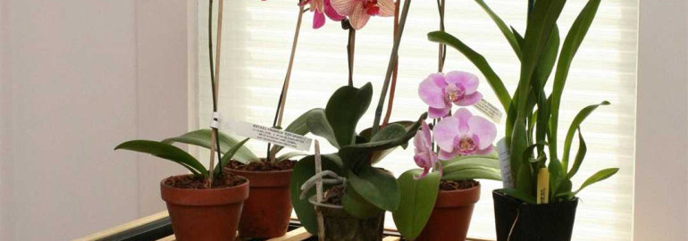 Как вырастить и ухаживать за орхидеей в домашних условиях - советы и рекомендации