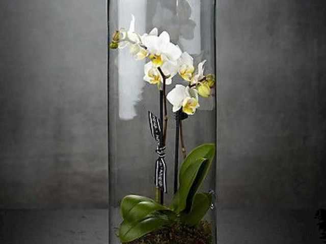 Орхидея в колбе - новый тренд в декорировании интерьеров с природным акцентом