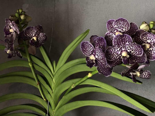 Фотографии Орхидеи Ванда - Красивые и экзотические цветы для декора интерьера