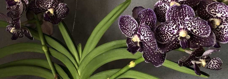 Фотографии Орхидеи Ванда - Красивые и экзотические цветы для декора интерьера