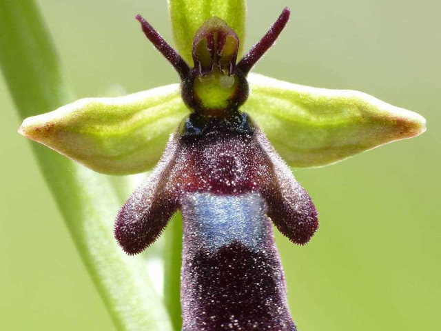 Опасная ли орхидея для человека - правда или миф?