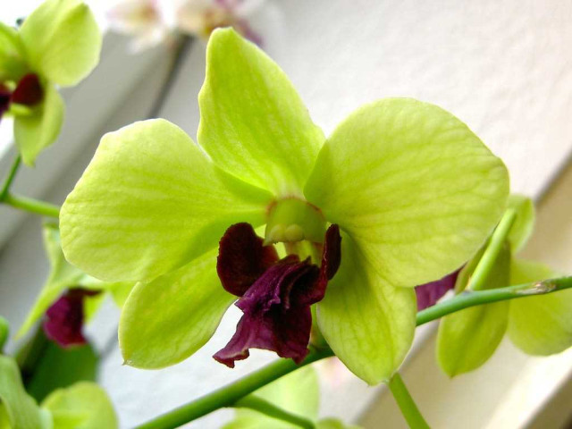 Красивая зеленая орхидея - фото великолепного растения для украшения вашего дома