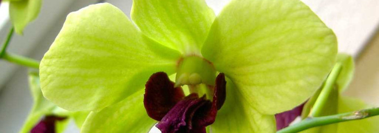 Красивая зеленая орхидея - фото великолепного растения для украшения вашего дома