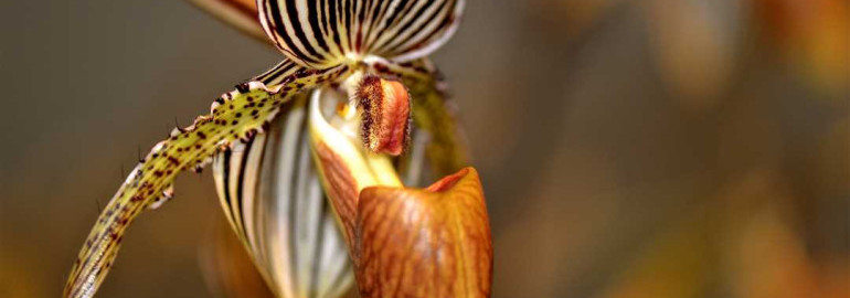 Орхидея золото кинабалу - роскошь тропической природы, укрытая в изящных цветках