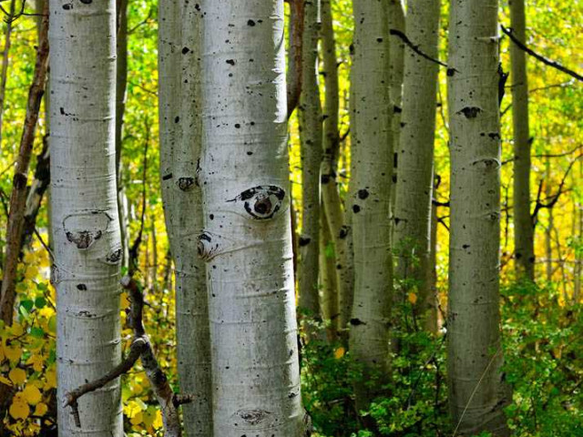 Осина - полезные свойства, характеристики и область применения дерева