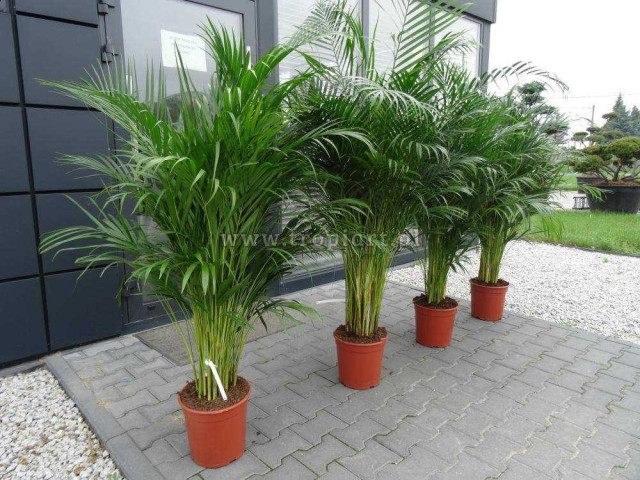 Пальма арека - растение с потрясающими архитектурными особенностями и ценными историческими и экологическими значениями