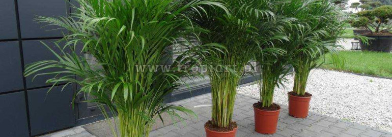 Пальма арека - растение с потрясающими архитектурными особенностями и ценными историческими и экологическими значениями
