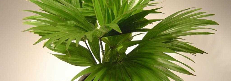 Пальма комнатная - топ-10 видов, уход и размножение, советы по уходу