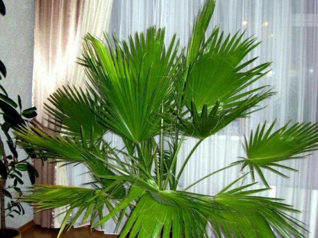Как правильно ухаживать за пальмой вашингтонией в домашних условиях - основные правила и секреты