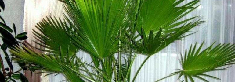 Как правильно ухаживать за пальмой вашингтонией в домашних условиях - основные правила и секреты