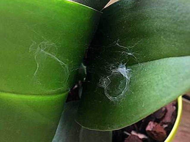 Панцирный клещ - опасный вредитель орхидей – как бороться с ним эффективно