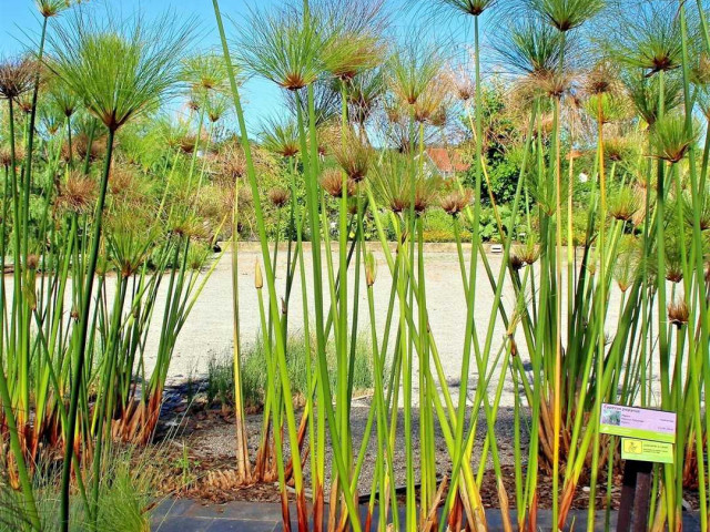 Папирус - растение, его особенности и фото