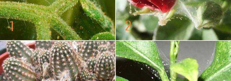 Как избавиться от паутинного клеща на комнатных растениях - эффективные способы борьбы
