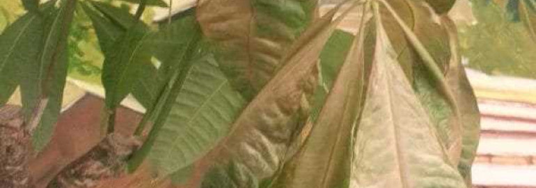 Пахира - причины и методы борьбы с желтыми листьями в домашних условиях