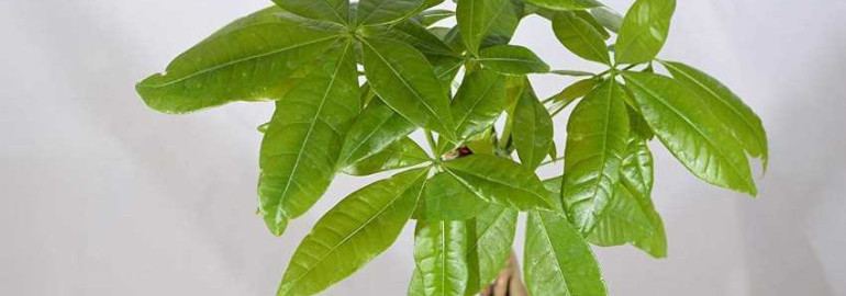 Пахира - причины и лечение желтизны листьев