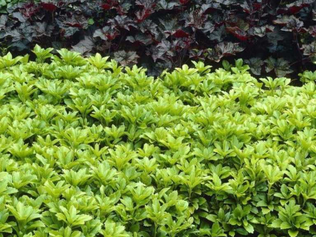 Всё, что вы хотели знать о роскошной и устойчивой к засухе растении - пахизандра верхушечная грин карпет!