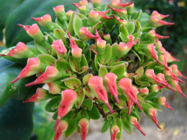 Педилантус - изысканное и впечатляющее растение для украшения интерьера и создания атмосферы природной гармонии