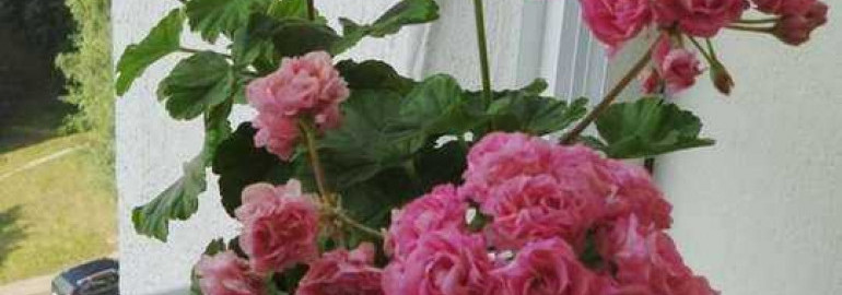 Пеларгония австралия пинк розебуд - уникальное растение, которое удивит вас своей красотой и полезными свойствами