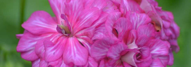 Пеларгония pac mexica nealit фото – удивительное растение с яркими цветами, отличиями от других видов и привлекательным внешним видом!