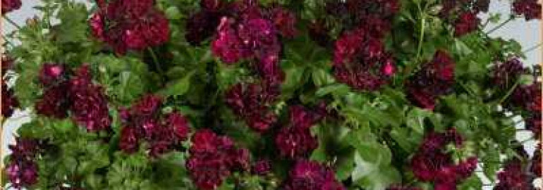 Пеларгония плющелистная — роскошное украшение дома и сада с морем контрастных цветов
